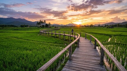 Obraz premium long wooden boardwalk stretching through green rice fields at sunset