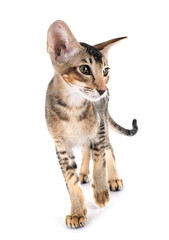 oriental kitten in studio © cynoclub