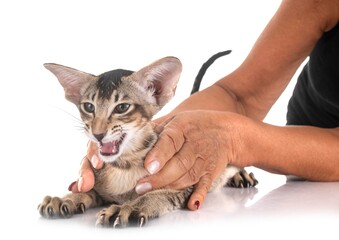 oriental kitten in studio © cynoclub