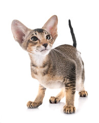 oriental kitten in studio © cynoclub