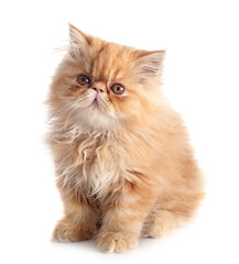 persian kitten in studio © cynoclub