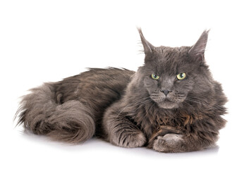 maine coon cat © cynoclub