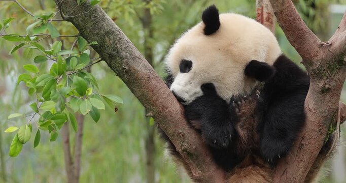Giant pandas sleeping on the tree