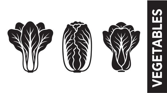 Bok choy icon set vector illustration of chinese cabbage leaf vegetable
