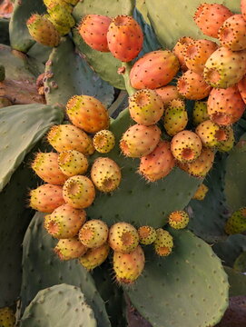 Abundant Prickly Pear Fruits on Cactus Pad