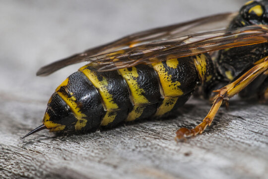 Wasp rear abdomen with stinger on weathered gray wood, insect nature concept