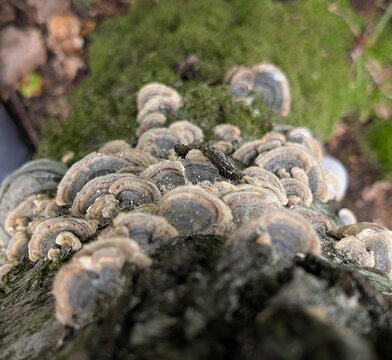 Turkey Tail Fungi Cluster on Mossy Log