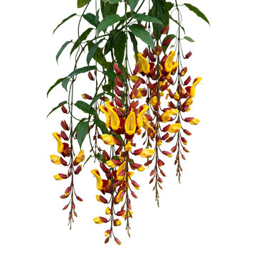 An exquisite Thunbergia mysorensis, known as Mysore Clock Vine, displaying its stunning cascading yellow-red tubular blooms and lush green foliage, a vibrant tropical spectacle, isolated on transparen