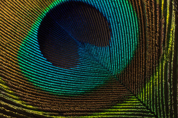 Macro close-up of iridescent peacock feather eye pattern,An extreme macro close-up photograph showcasing the brilliant iridescent colors and intricate barbule structure of a peacock feather's eye. © banjongseal324