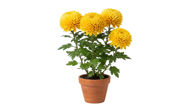 Yellow chrysanthemum plant in terracotta pot, blooming potted flowers on white background, vibrant autumn floral home decor