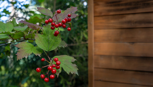 Branch of red viburnum berries with green leaves near wooden house wall. Autumn garden harvest of medicinal guelder rose. Natural herbal remedy and seasonal countryside concept with copy space.