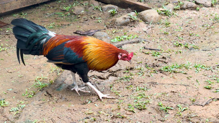 Colorful Wild Rooster Foraging on Muddy Ground in Palau © blueringmedia