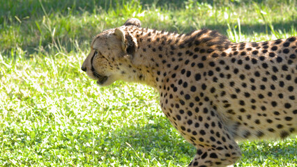 Side Profile of a Cheetah Walking Through a Sunny Grassy Field © blueringmedia