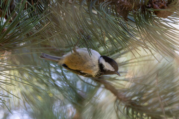 Coal Tit in a pine tree © fluffandshutter