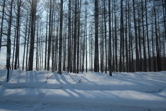 forest in winter