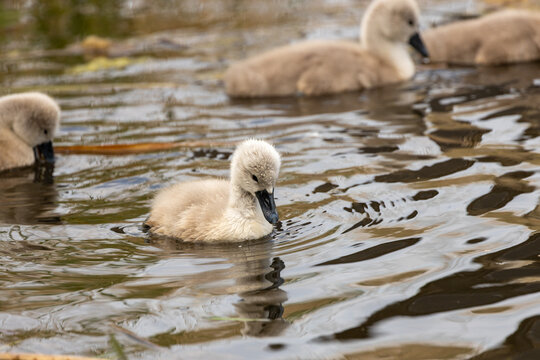 Mute Swan cygnets on the water