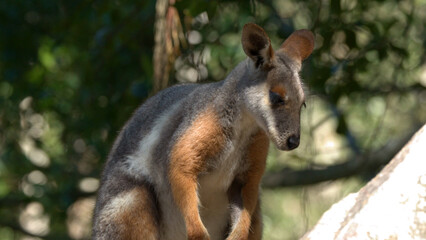 Swamp Wallaby Standing in Profile Against a Blurred Forest Background © blueringmedia