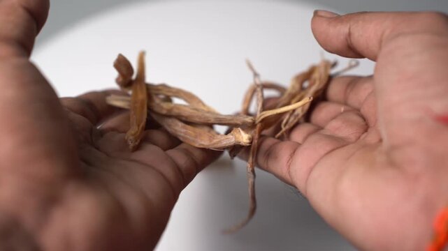 Shatavari Roots &ndash; Asparagus Racemosus Herbal Root, Traditional Ayurvedic Plant Used in Wellness, Herbal Medicine and Natural Health Practices