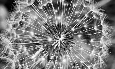 Minimalist close-up of a delicate dandelion set against an extremely high-contrast natural background in Switzerland. The striking contrast emphasizes the fine structure and silhouette of the flower. © Sibylle