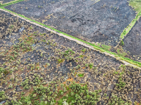 Aerial view of burnt peatland vegetation with charred trees and green patches separated by a drainage ditch in Indonesia.