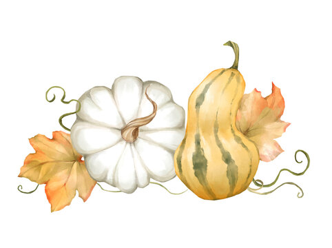 Hand-drawn illustration of white pumpkin, striped gourd and autumn leaves isolated on white background
