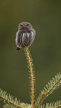 A tiny pygmy owl perched on the tip of a pine tree