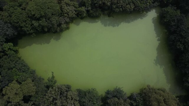 Aerial View of Green Water Pond Surrounded by Dense Forest Madhya Pradesh India