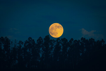 full Hunter's moon rising over the forest at evening  © AHM Kabir