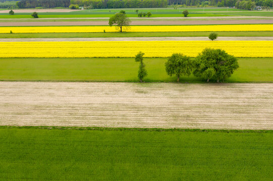 Aerial view of vibrant yellow rapeseed fields, green crops, and brown tilled soil with scattered trees in the countryside of Poland.