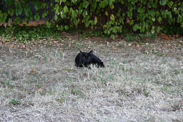 Black stray cat resting on grass © Veronika