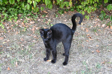 Black stray cat standing outdoors © Veronika
