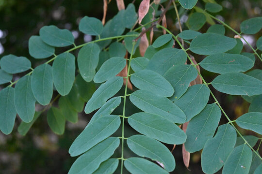 Black locust leaves with hanging seed pods