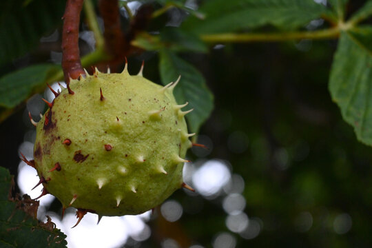 Chestnut fruit in a spiny husk on a tree