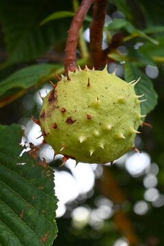 Chestnut fruit growing on a tree
