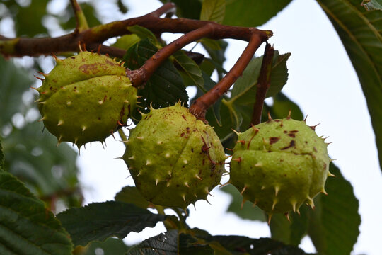 Sweet chestnuts growing on a tree