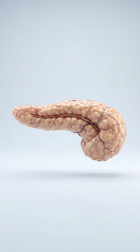 Human pancreas anatomy isolated on white background showing lobulated surface and blood vessels
