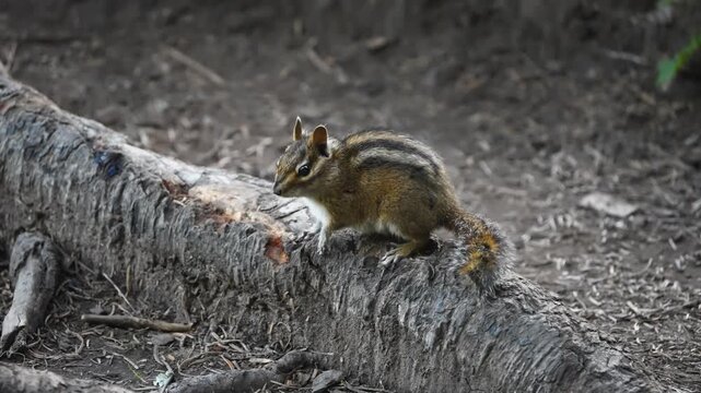 Striped chipmunk perches on a fallen tree trunk near Mirror Lake in Oregon forest