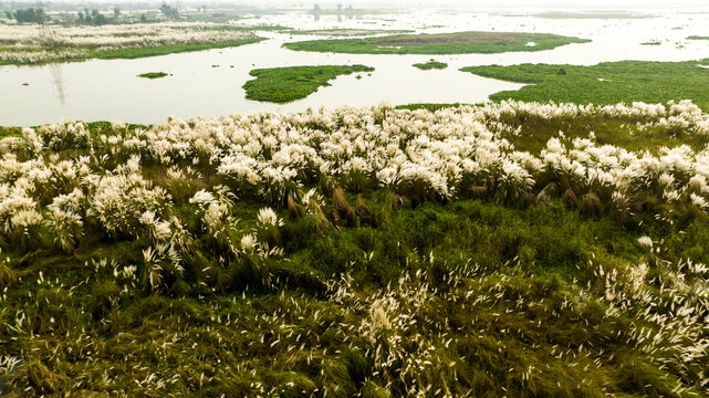 Aerial view of white kash phool flowers blooming in the lush green wetlands with calm water bodies in Dhaka, Dhaka Division, Bangladesh.
