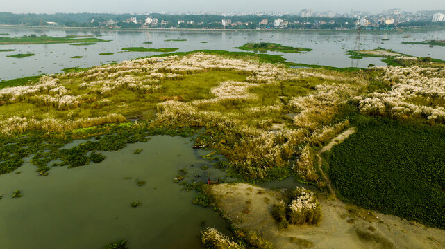 Aerial view of a lush wetland area covered in white kash phool grass along the riverbank with the distant city skyline, Dhaka, Dhaka Division, Bangladesh.