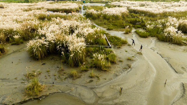 Aerial view of a field of tall white kashful grass with people walking along muddy paths in the golden hour light in Dhaka, Dhaka Division, Bangladesh.