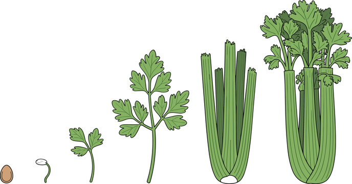 Celery plant lifecycle illustration displaying stem growth and leafy foliage from tiny seed