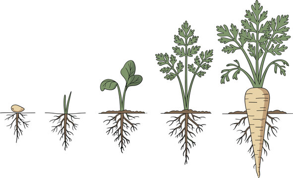 Parsnip root vegetable growth stages displaying underground taproot and feathered foliage.
