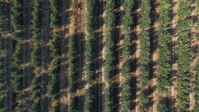 Aerial view of rows of fruit trees in an orchard with irrigation lines and long shadows in Sabac, Vojvodina, Serbia.