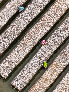 Aerial view of fish drying on long bamboo racks with workers walking between them in Cox's Bazar, Chittagong Division, Bangladesh.