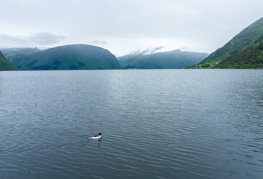 Aerial view of a common merganser swimming in the calm waters of a fjord surrounded by mountains with snow-capped peaks in Sylte, More og Romsdal, Norway.
