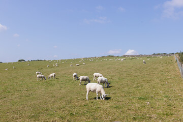Fototapeta premium sheep in the meadow