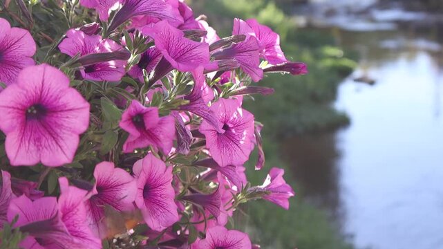 Hummingbird Moth Feeding on Pink Petunia Flowers.