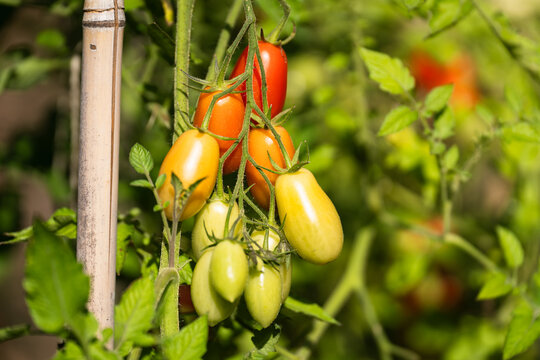 Tomatoes, from green to red, growing in a vegetable garden. Vegetable garden concept highlighting sustainable and healthy, homegrown food.