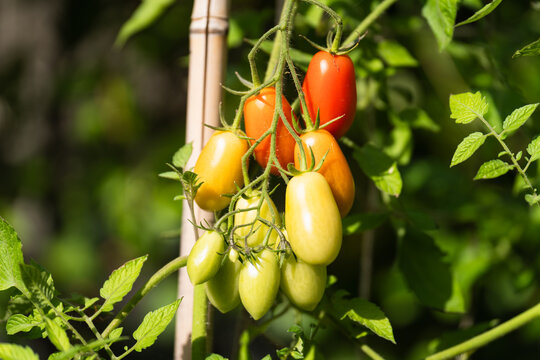 Tomatoes, from green to red, growing in a vegetable garden. Vegetable garden concept highlighting sustainable and healthy, homegrown food.