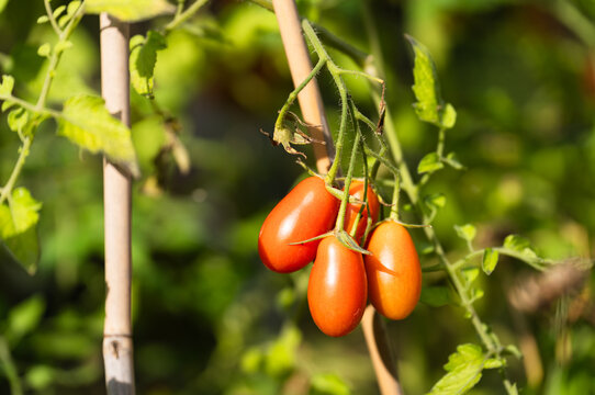 Tomatoes, from green to red, growing in a vegetable garden. Vegetable garden concept highlighting sustainable and healthy, homegrown food.